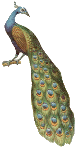 Full-Color Decorative Bird Illustrations - 3